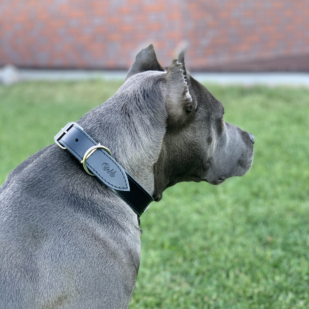 Classy dog deals collars